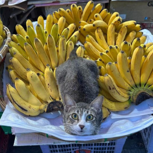 Banana Cat 1